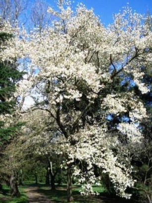 Magnolia