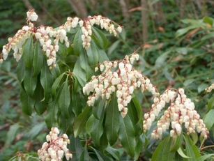 Pieris