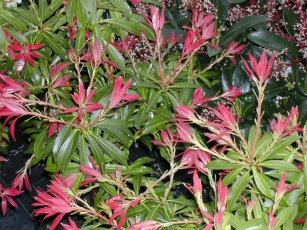 Pieris