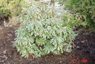 Pieris