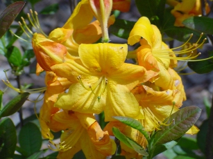 Rhododendron -listopadne sorte