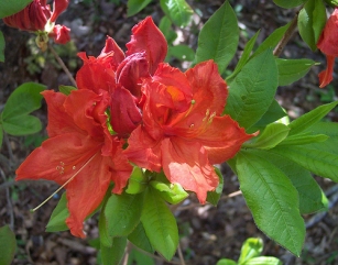 Rhododendron -listopadne sorte in