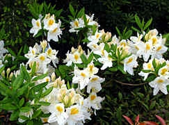 Rhododendron -listopadne sorte