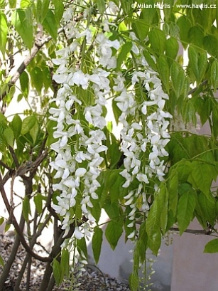Bogatocvetna glicinija