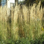 Rastlina - Kalamagrostis Rastlina - Kalamagrostis