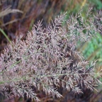 Rastlina - Sršica Rastlina - Sršica