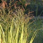 Rastlina - Proso Rastlina - Proso